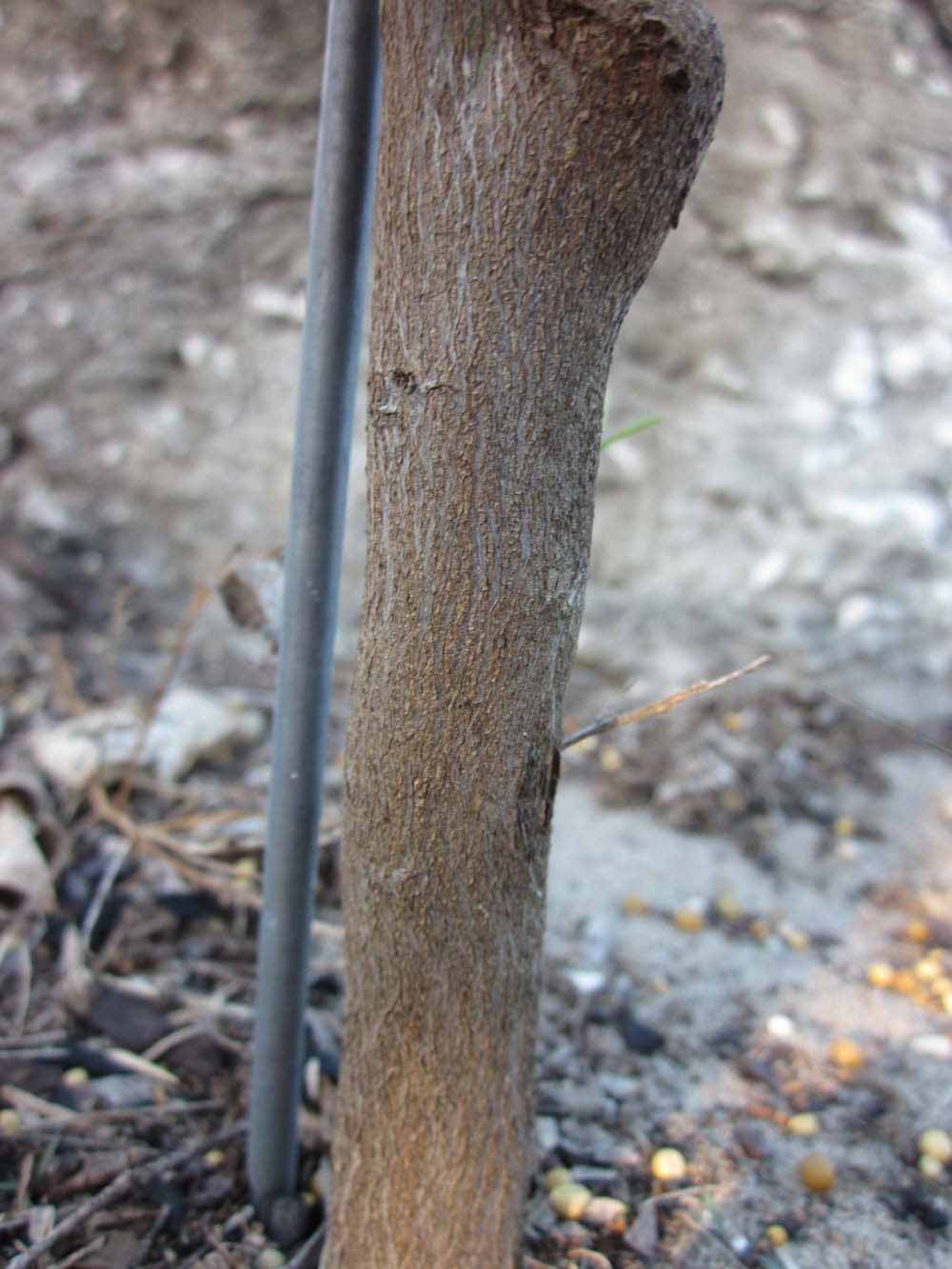             Bark (Winter Haven, FL)       